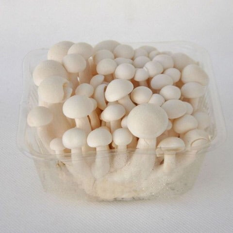 白玉菇150g-200g seta shimenji blanca